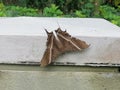 Tropical swallowtail moth in Singapore